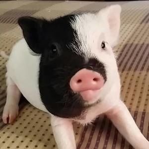 Meet your Posher, Suzy